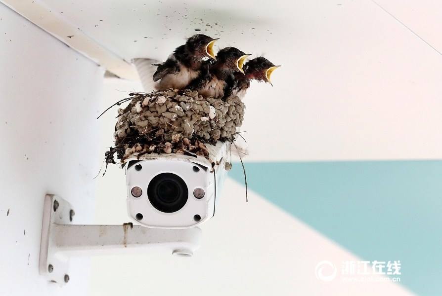 燕子监控器上做窝 Swallows nest on school's surveillance camera
