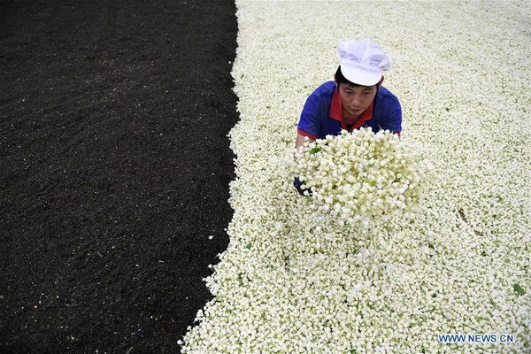 Workers Make Jasmine Tea in Hengxian County, S China's Guangxi