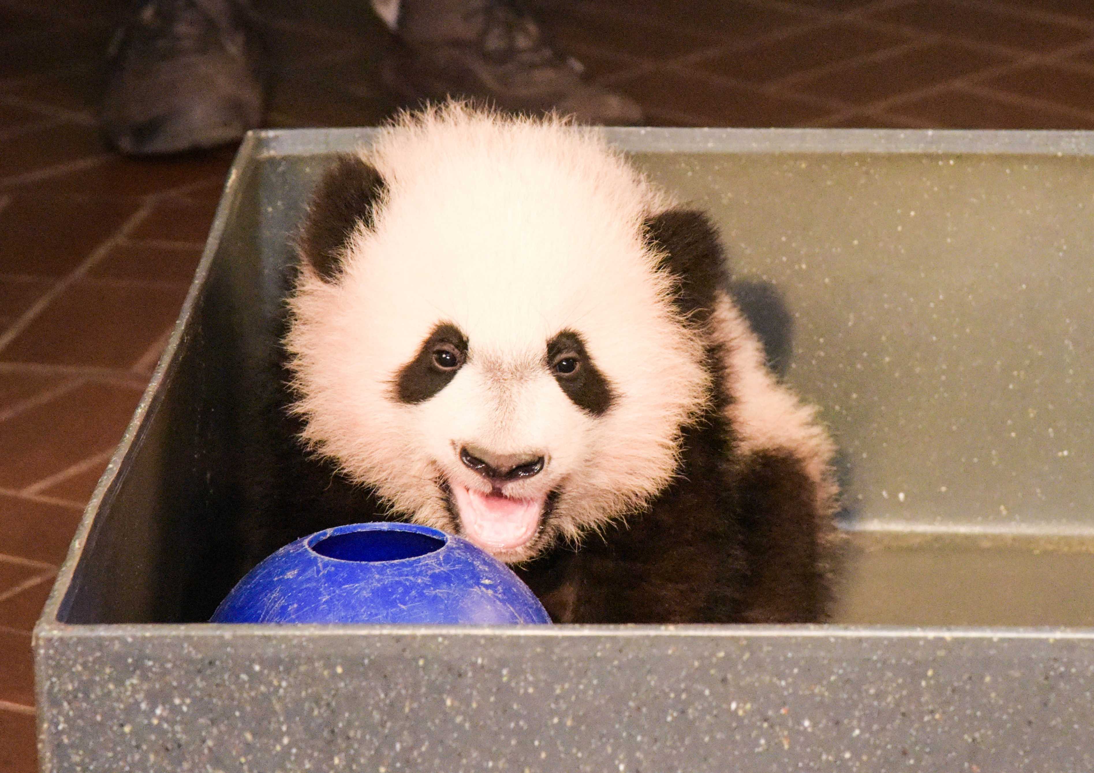 File photo shows Panda "Bei Bei" of U.S. National Zoological Park in Washington D.C., the United States. (Xinhua/Bao Dandan)