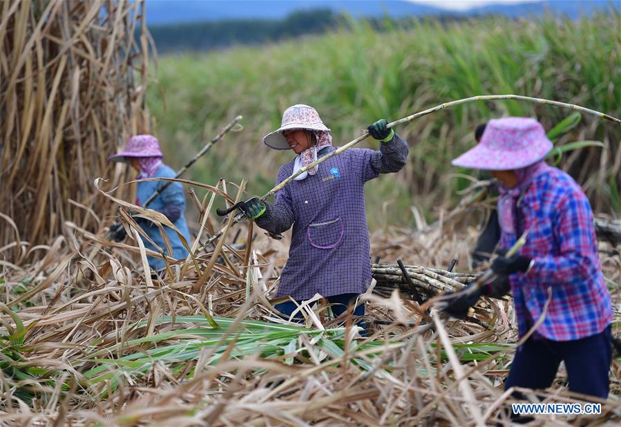 CHINA-GUANGXI-LIUZHOU-SUGARCANE (CN)