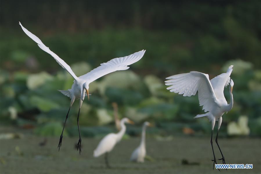 #CHINA-JIANGSU-EGRET (CN)