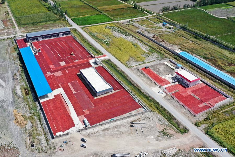 CHINA-XINJIANG-BOHU COUNTY-CHILI-HARVEST (CN) 