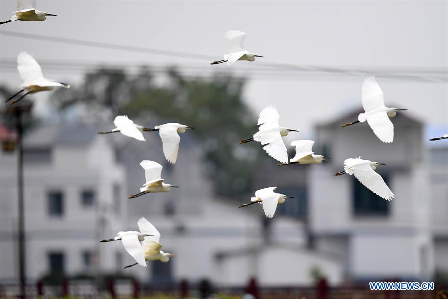 #CHINA-GUANGXI-LIUZHOU-EGRETS (CN)