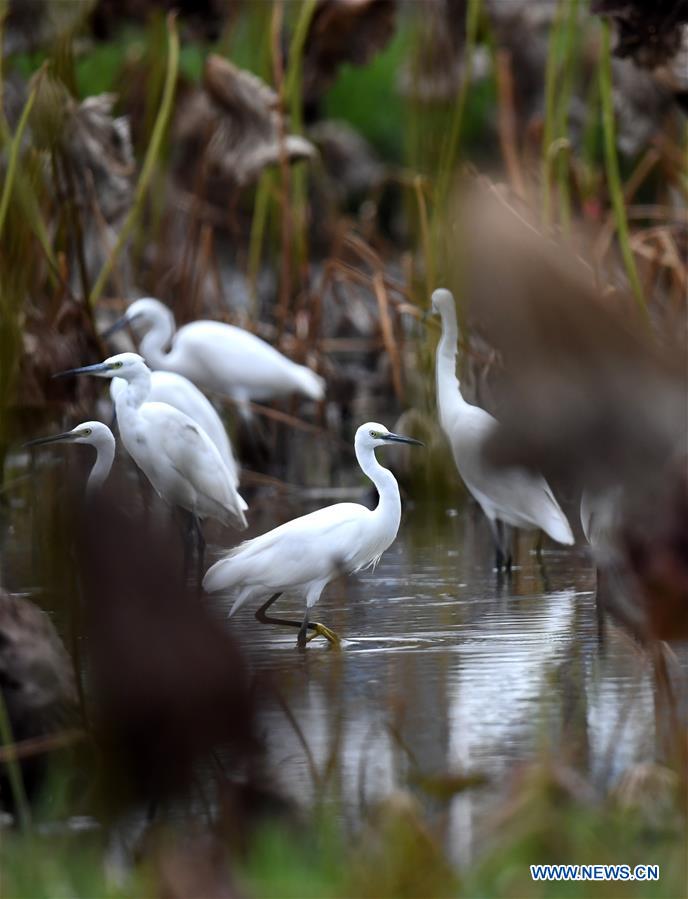 #CHINA-GUANGXI-LIUZHOU-EGRETS (CN)