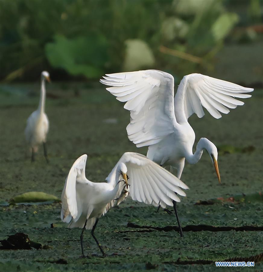 #CHINA-JIANGSU-EGRET (CN)
