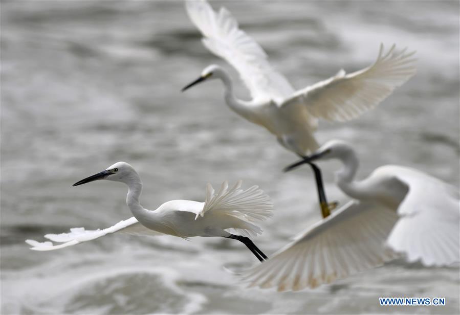 CHINA-FUJIAN-XIAMEN-EGRET
