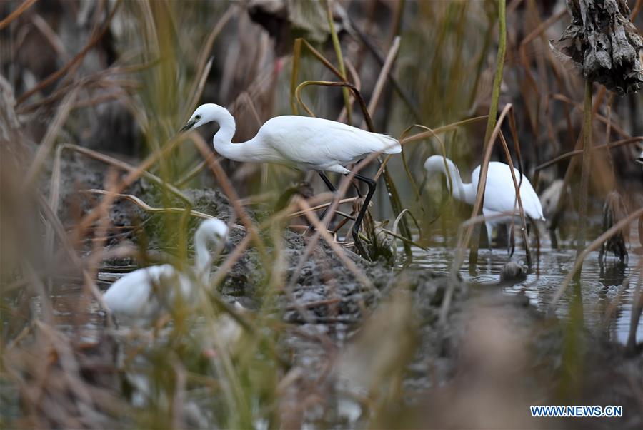 #CHINA-GUANGXI-LIUZHOU-EGRETS (CN)
