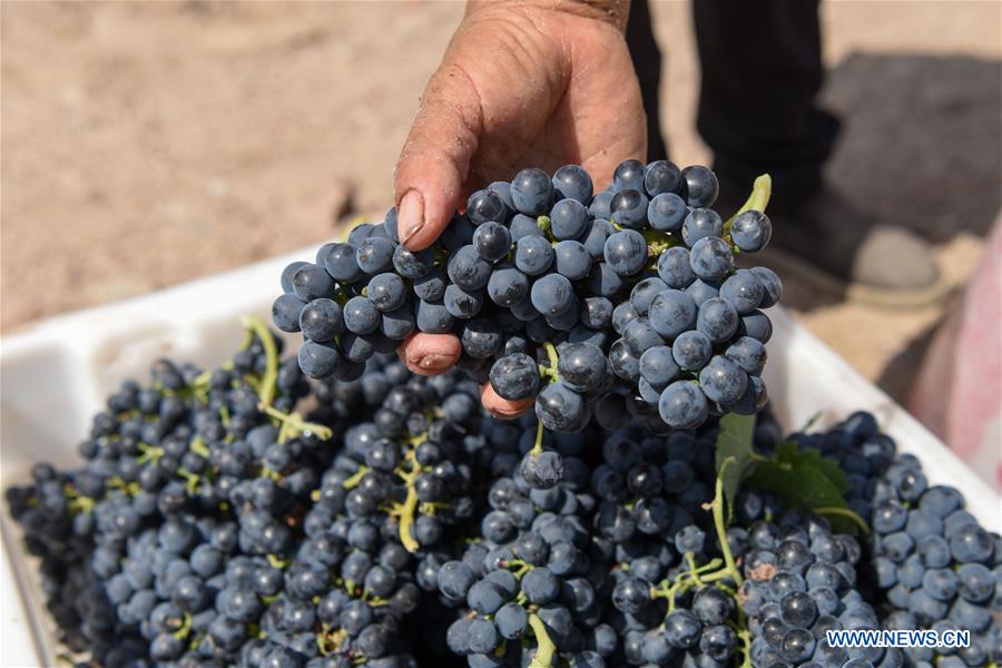CHINA-XINJIANG-TIANSHAN MOUNTAINS-HARVEST (CN)
