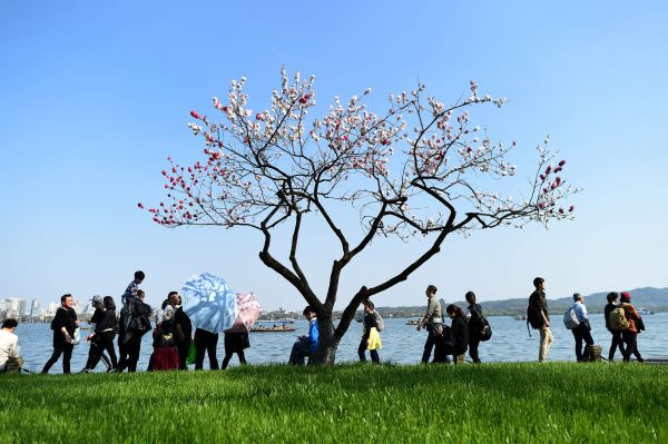 3西湖一棵树